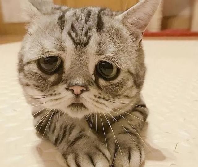 猫咪长了一副委屈脸,被称为"全世界最悲伤小猫",但还是可爱