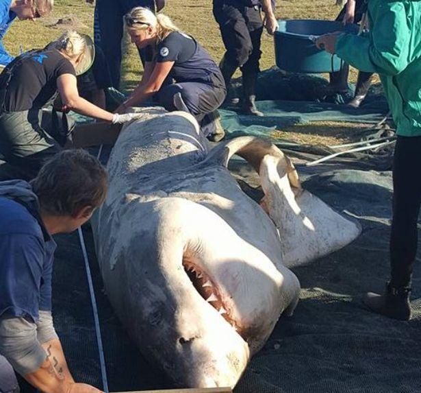 海洋两大生物在南非海岸展开对决, 大白鲨惨被猎杀