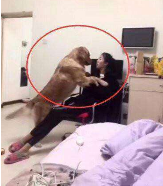 美女和狗在家,做出这种事情,看完脸红?