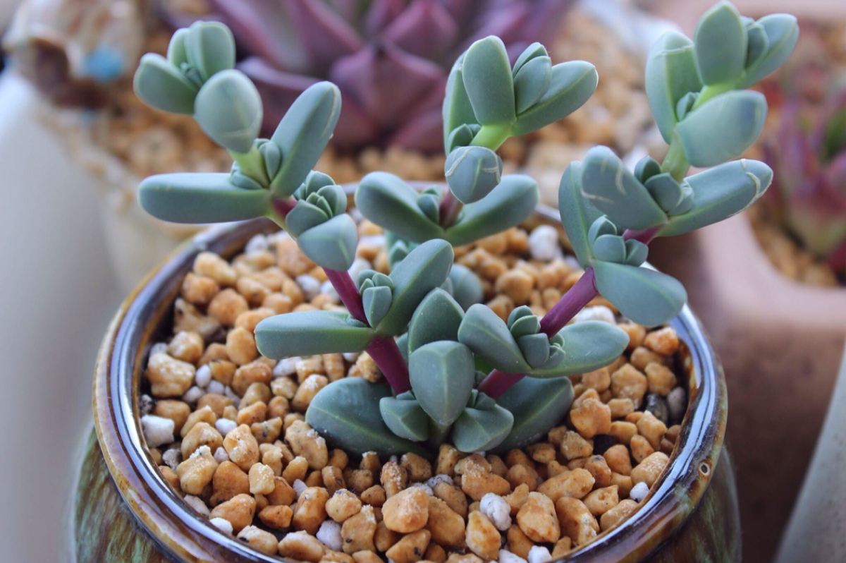 鹿角海棠怎么养出漂亮的花?看看你就知道了,就这么简单