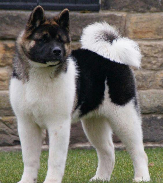 美国人把秋田犬培育成美系秋田犬之后，日本人不乐意了