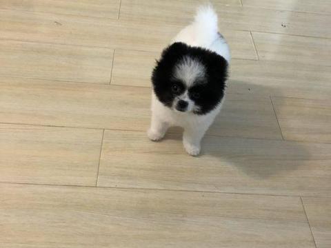 这只博美长相酷似"小熊猫,每次看见它就让人开心!