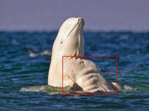 鲸鱼吞人能否逃生 太阳爆炸人类命运