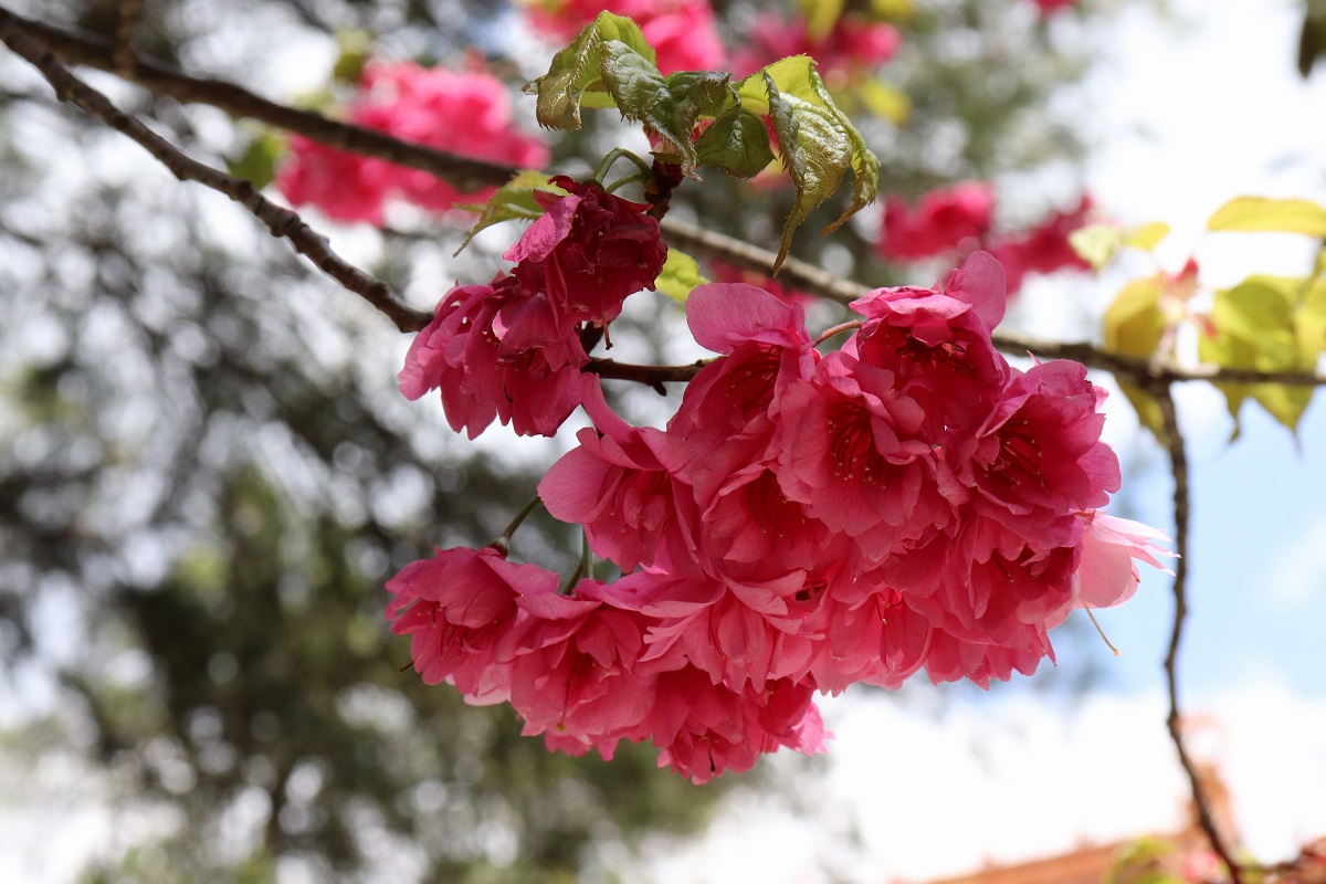 2018昆明小升初作文指导:如何用200字写出精