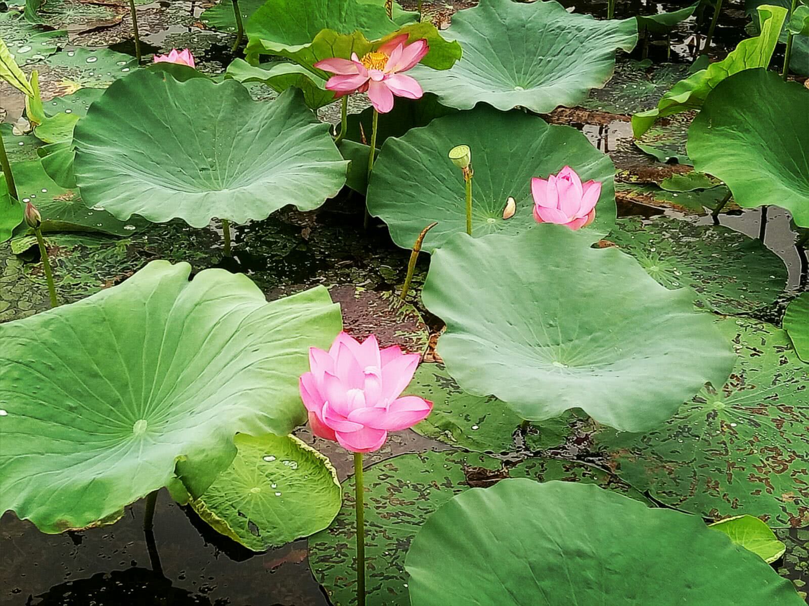 安徽荷花淀,魅力焦岗湖