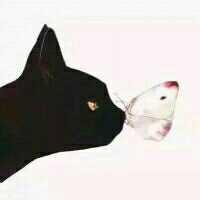 一大波可爱呆萌极简的卡通猫咪壁纸来袭~总有一款是你的菜！