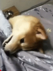 看到柴犬将被子从自己的手中夺了回去后,主人瞬间笑喷
