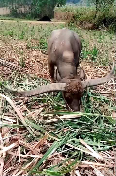 世界长角牛王,身价100万