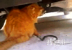 gif搞笑趣图:我真的是第一次知道方向盘的作用