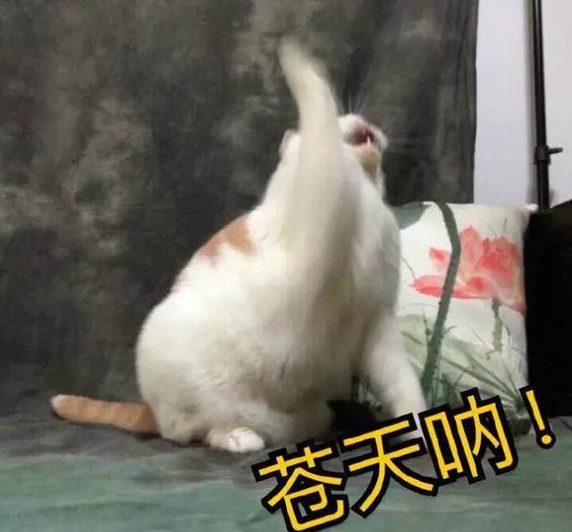 以女扮男装的名义，带你征服不良少年开后宫！