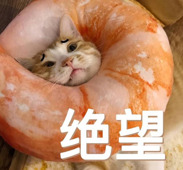 这位喵同学,你一脸生无可恋是几个意思,真是难为你的铲屎官了