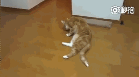 猫咪舔自己的屁屁,结果被自己臭到了,表情太好笑了