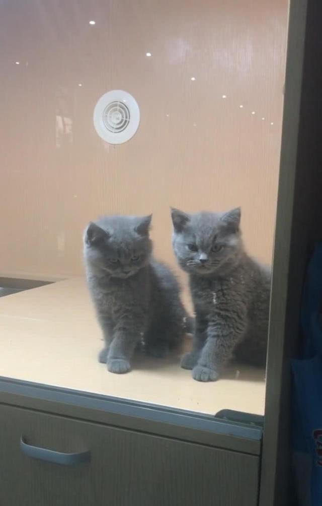 两只猫相依偎在一起,网友悄悄偷怕,被发现后猫的表情令人笑喷