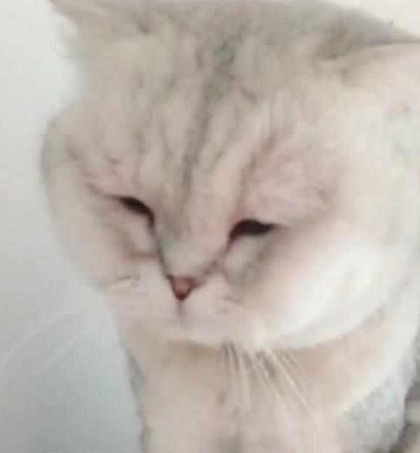 猫咪浪了一夜却垂头丧气回来,它一抬头,主人差点笑出