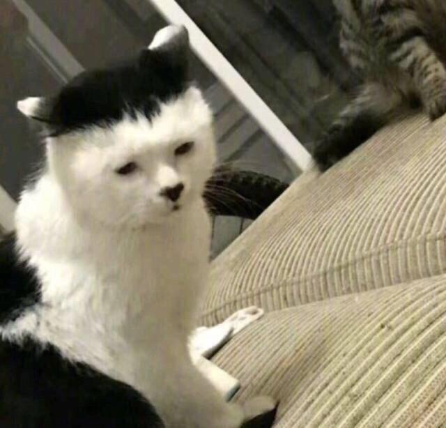 萌猫的萌都是千篇一律,丑猫的丑却万里挑一!最后一只是异形猫?