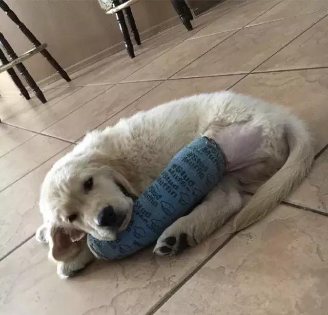 小金毛贪玩摔断了腿,打了石膏的委屈样,看得人既心疼又想笑