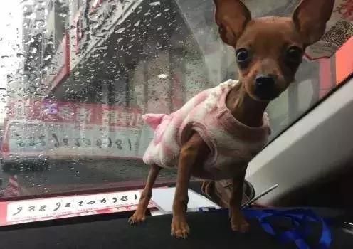 狗狗的不同品种（小型犬）｜科普