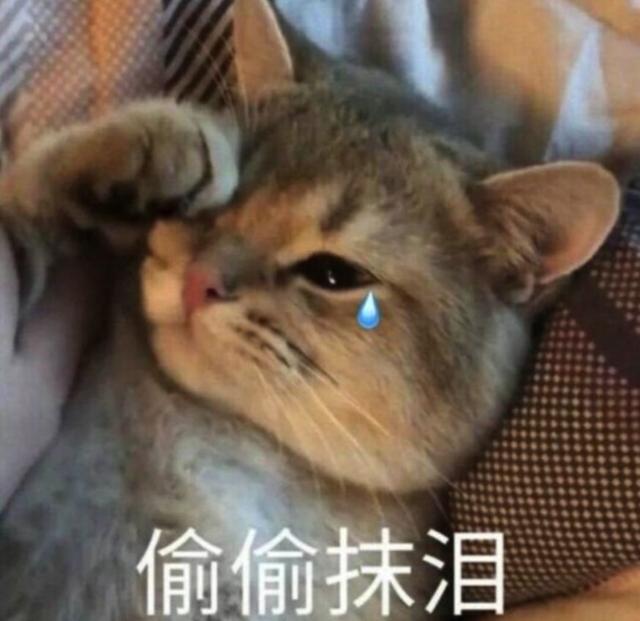 养猫家庭请注意,心脏不好我劝你不要挂蚊帐!