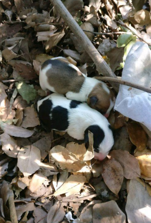 主人捡回遗弃小奶狗,养了几天准备送人,家里大