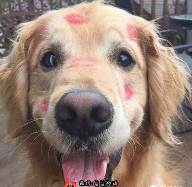 20个理由证明狗狗是人类最好的朋友,不懂养狗