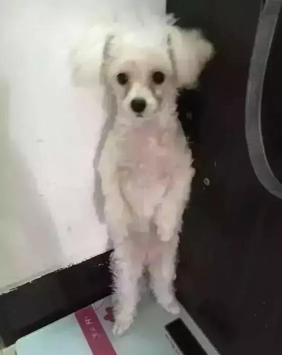小比熊相貌不佳被抛弃,好心人精心照料成功逆袭!