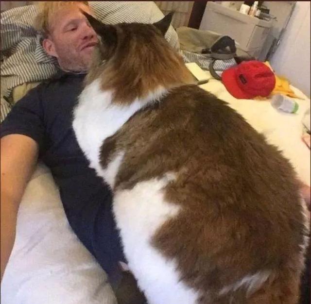 世界上最大的猫!能吃到你破产,压扁你肚子…但是好可爱啊哈哈哈