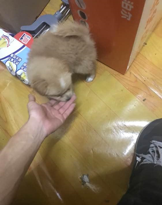 邻居捡到一只流浪小奶狗,晚上悄悄丢掉被发现原因也是