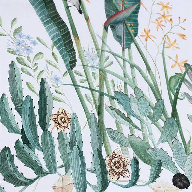 georgina taylor的一组小清新手绘水彩植物插画作品_新浪看点
