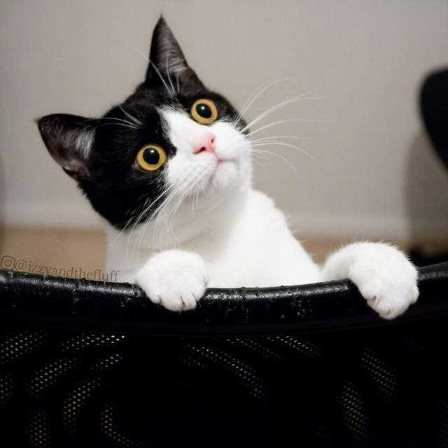 看图猜成语鸡狗猪猫_看图猜成语猪狗的图片(2)