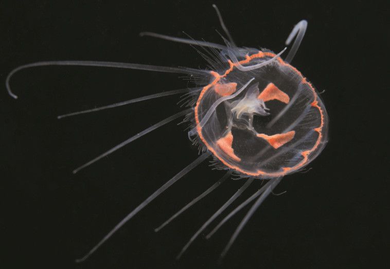 中国地下河之首,世界天窗之都,潜水天堂--河池