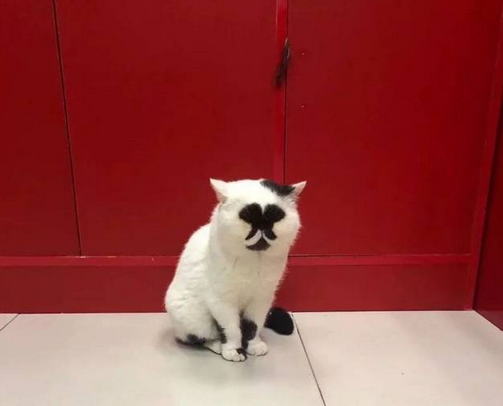 猫:我只是丑着玩一玩,你却当了真…铲屎的:我看你丑得