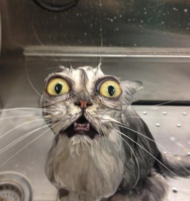 萌猫美人出浴 你有没有被惊到