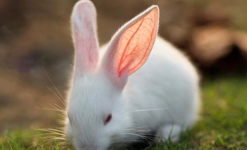 为什么不能随便抓兔子耳朵? 你这样会害死它的!