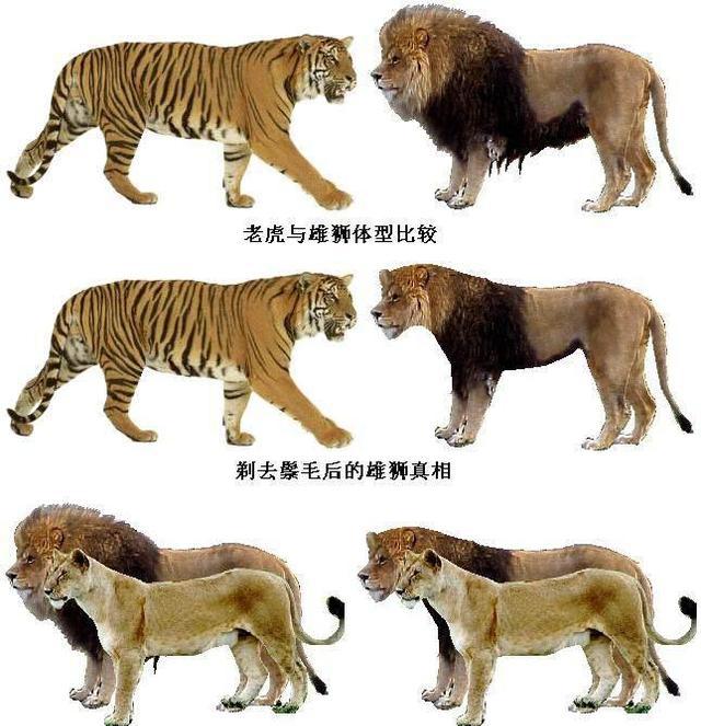 狮子和老虎体型对比 第一:蜜獾