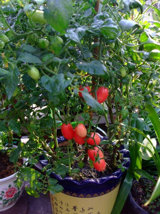 其实圣女果就是小西红柿而已,只要有阳台每个人都可以盆栽,简单