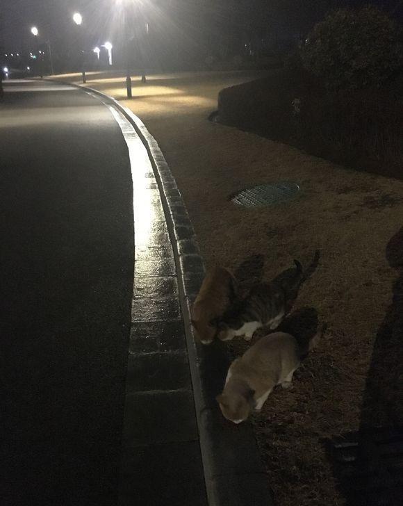 一大群无家可归的橘猫,遇上一个人,结果被养成了一群猪