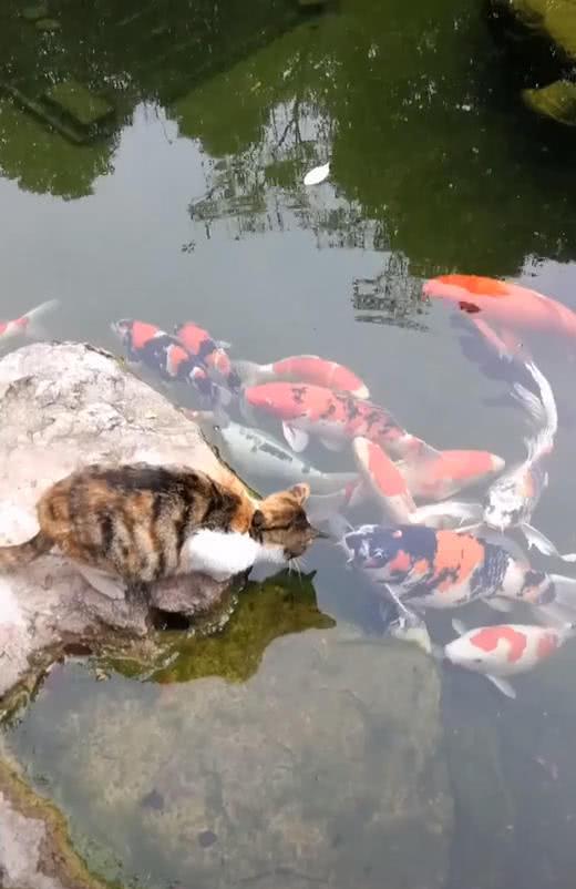 喵:这鱼也太大了吧!