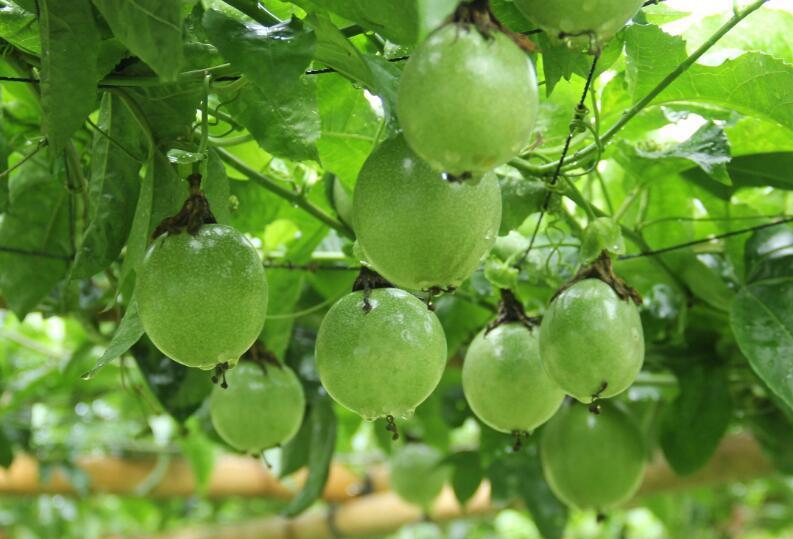 女孩天天吃百香果, 一个月后身体出现神奇变化