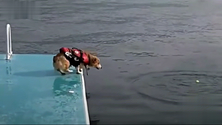 852_480gif 动态图 动图