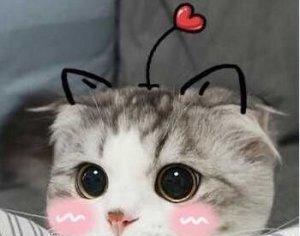 最近很火的表情包:可爱猫咪系列