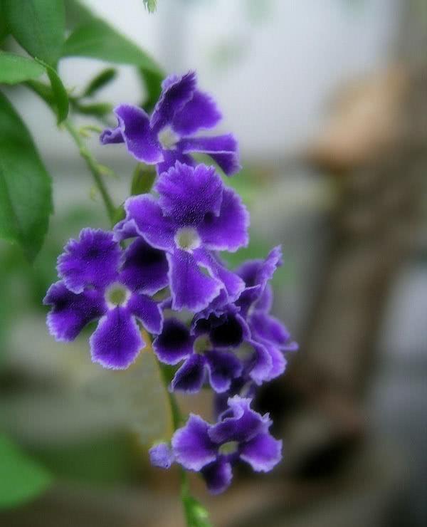 紫罗兰的花语故事是什么,怎么在家里种植紫罗兰呢?