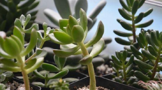 徒长的多肉太丑了,快使用这个方法拯救吧