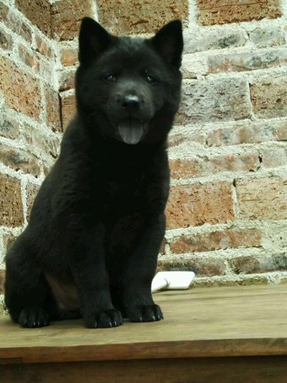 土狗不好看，那是因为你没见过好看的!看看这些极品土狗