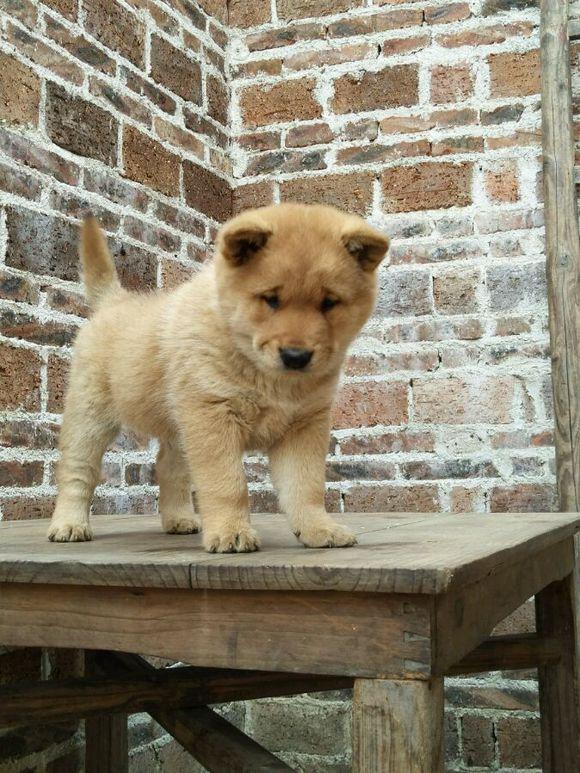 土狗不好看，那是因为你没见过好看的!看看这些极品土狗