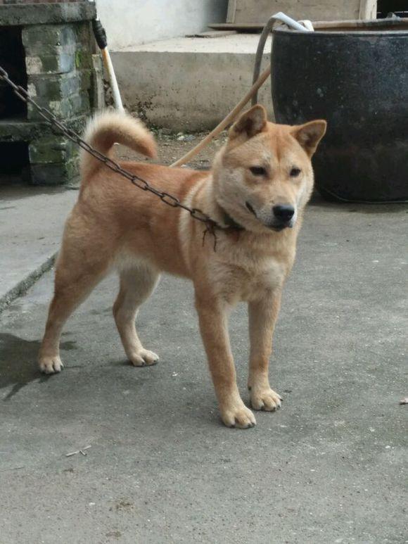 看完这一组土狗再说