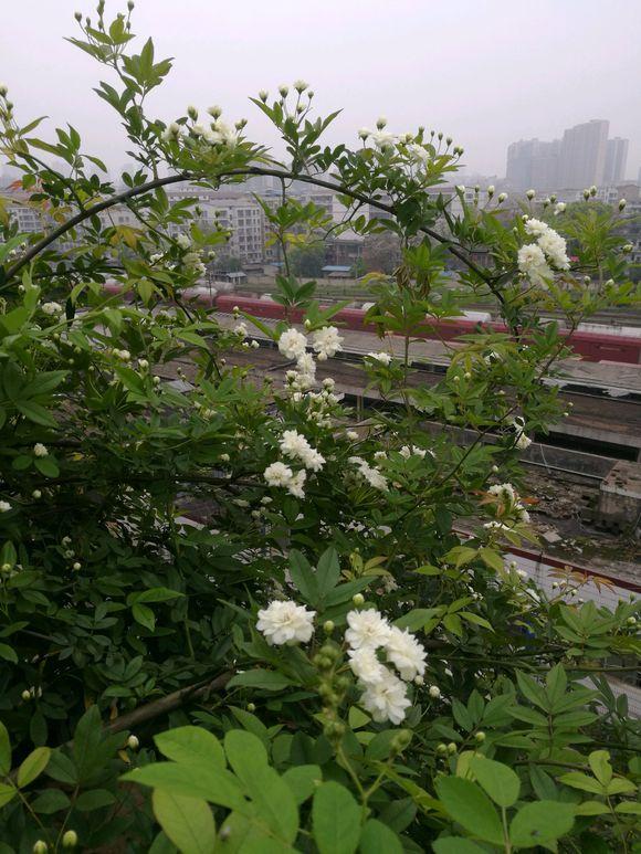 木香花盆栽如何养植呢木香花的养植方法和注意事项有哪些呢