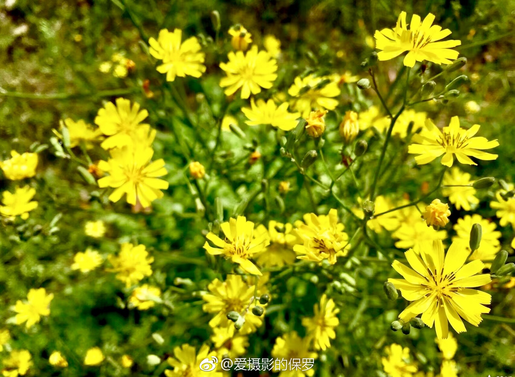 屋根草(Crepis tectorum)为菊科还阳参属下的一