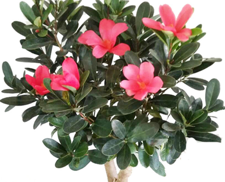 养花别乱施肥,这才是最科学的用肥方法,用过后