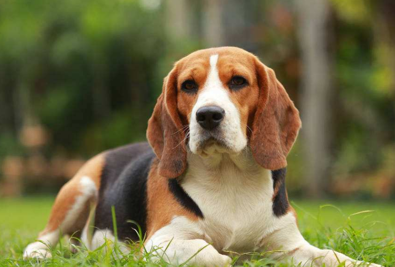 第五名:比格犬