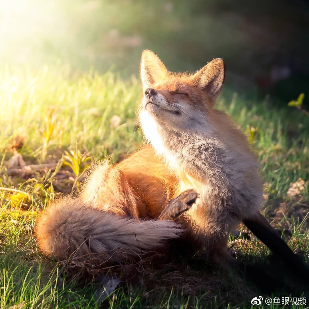 摄影师ossi saarinen镜头下的野生小狐狸